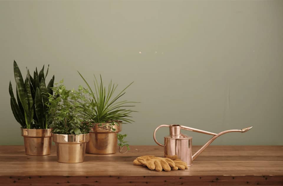 5 Tips to Properly Water Your Plant